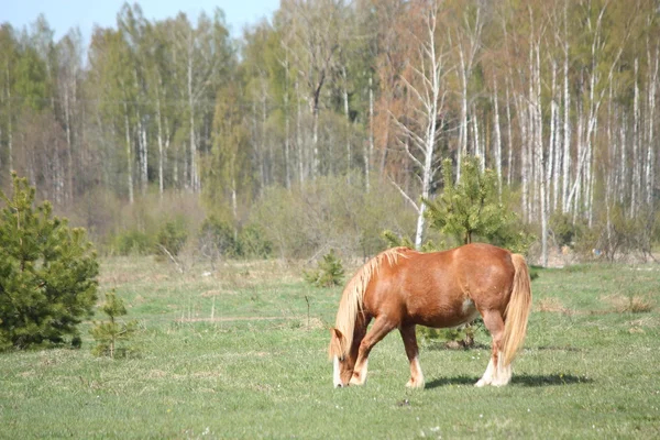 Palomino caballo comiendo hierba en el campo —  Fotos de Stock