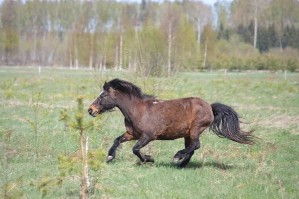 Brown pony shetland galopando en el campo —  Fotos de Stock