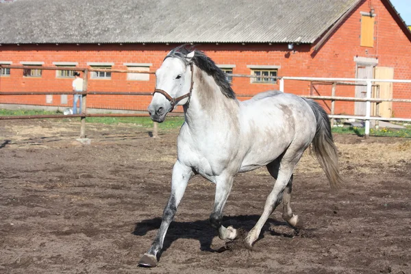 Grå häst trav i Hagen — Stockfoto