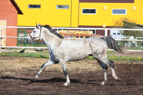 Cavalo cinzento galopando no cais — Fotografia de Stock