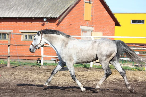 Cavalo cinzento trote no cais — Fotografia de Stock