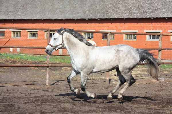 Szürke ló vágtató a paddock — Stock Fotó