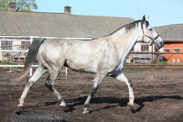 Harmaa hevonen ravaamassa aitauksessa — kuvapankkivalokuva