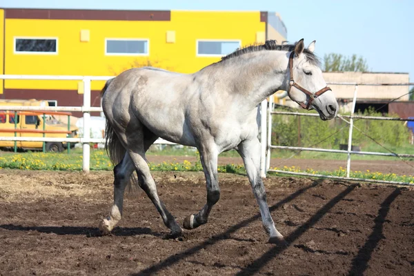 Gray horse trotting in the paddock — Stock Photo, Image