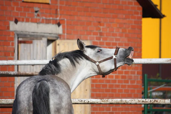 Cavalo cinzento sorridente — Fotografia de Stock