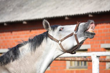 gülümseyen gri ATI