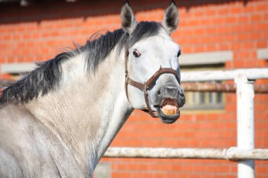 gülümseyen gri ATI