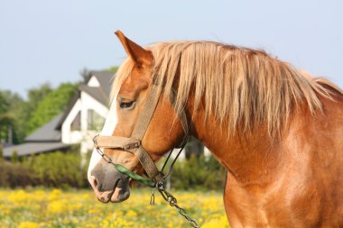güzel palomino fıçı at portresi