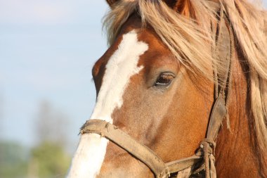 Palomino fıçı at yakın çekim