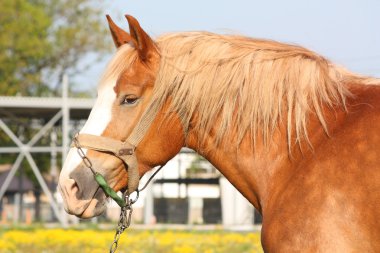 güzel palomino fıçı at portresi