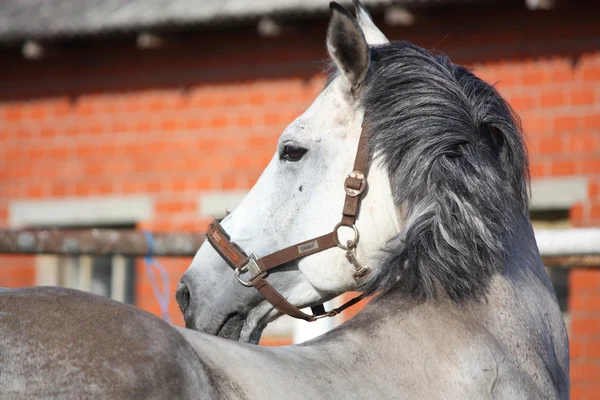 ラトビアの灰色の馬 — ストック写真