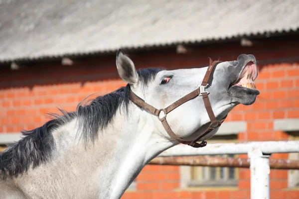 Lachende grijze paard — Stockfoto
