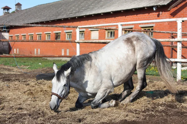 Caballo gris acostado en el suelo — Foto de Stock