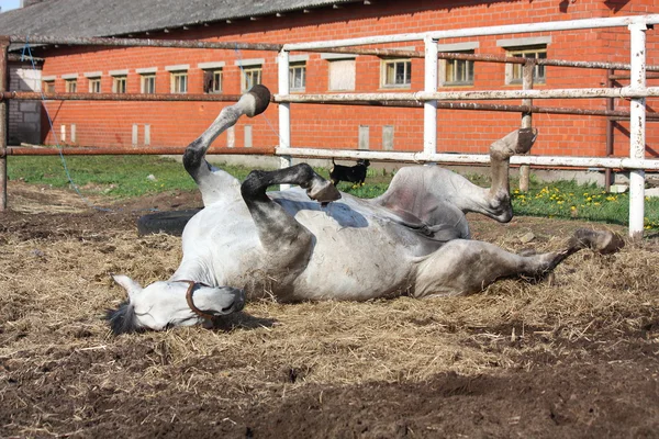 Серый конь катится по земле — стоковое фото