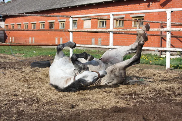 Grijze paard rollen op de grond — Stockfoto