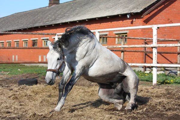 Szürke ló felkelni a földről — Stock Fotó