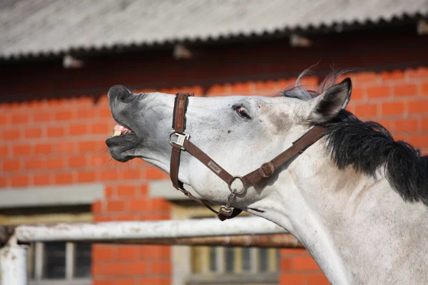 Ler grå häst — Stockfoto
