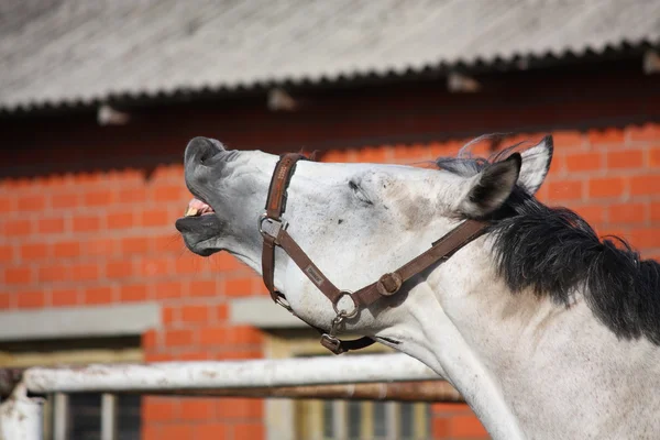 Uśmiechający się konia szary — Zdjęcie stockowe