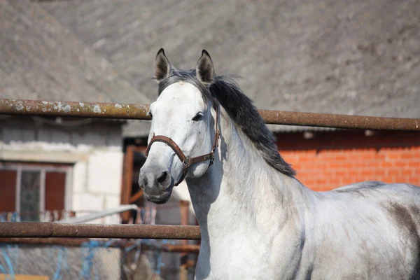 Gray latvian horse — Stock Photo, Image