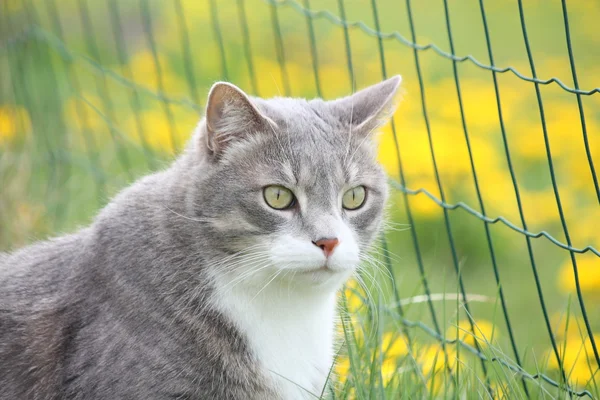 Ritratto di gatto grigio in estate — Foto Stock