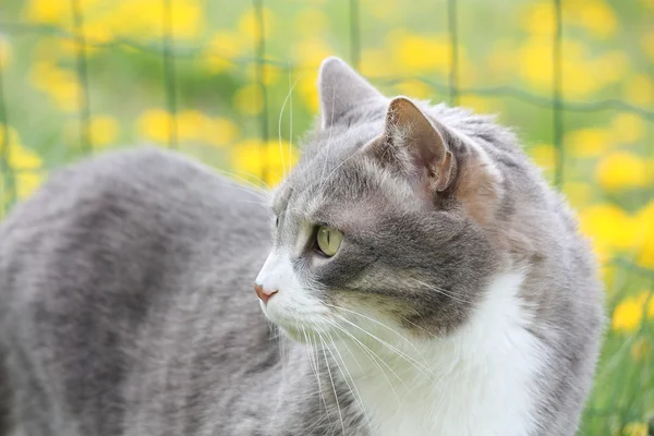 夏季灰色猫肖像 — 图库照片