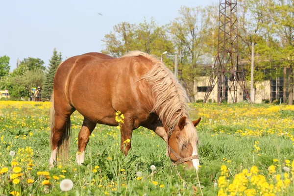 Belo retrato de cavalo de tração palomino — Fotografia de Stock