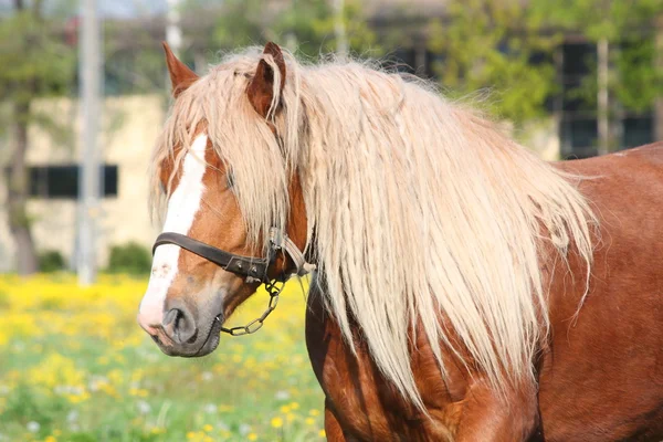 Belo retrato de cavalo de tração palomino — Fotografia de Stock