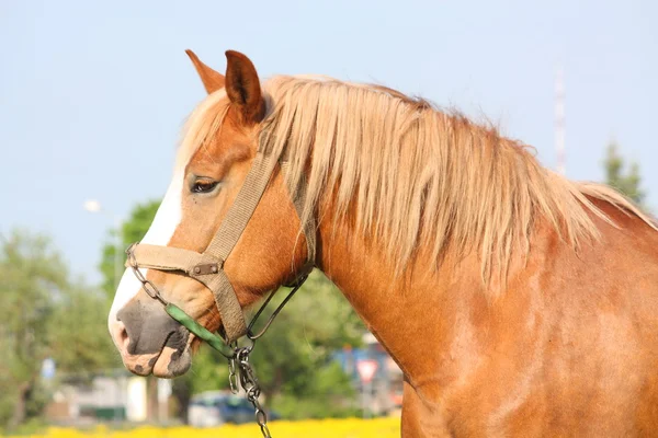 Portrét krásného palomino tažných koní — Stock fotografie