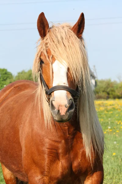 Beautiful palomino draught horse portrait — Stock Photo, Image