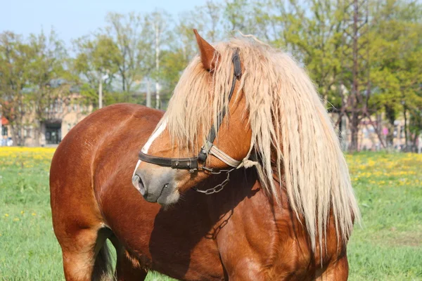 Belo retrato de cavalo de tração palomino — Fotografia de Stock