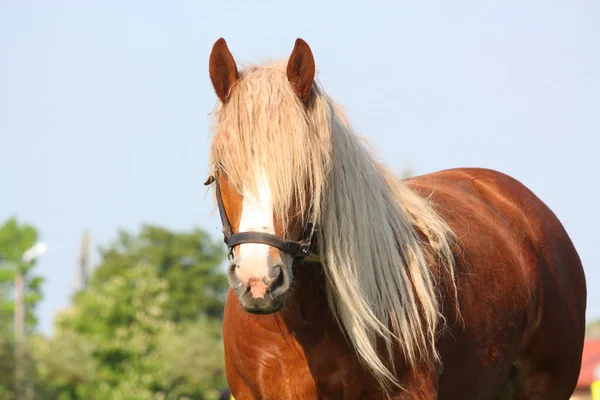 美しいパロミノ ドラフト馬の肖像画 — ストック写真