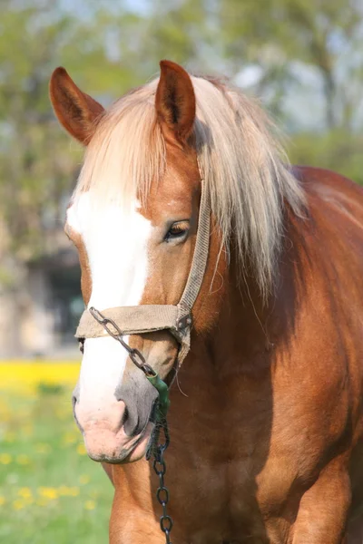 Beautiful palomino draught horse portrait — Stock Photo, Image