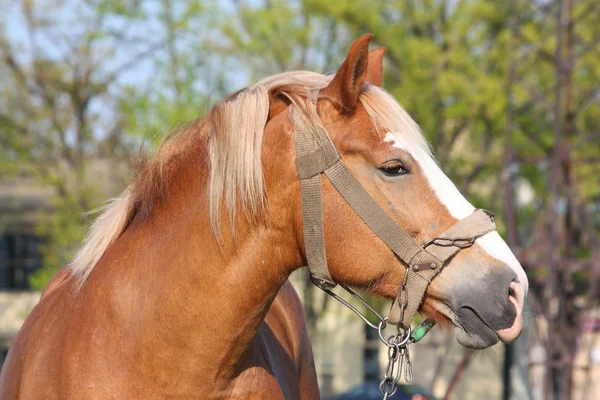 Belo retrato de cavalo de tração palomino — Fotografia de Stock