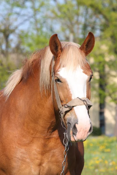 Portrét krásného palomino tažných koní — Stock fotografie