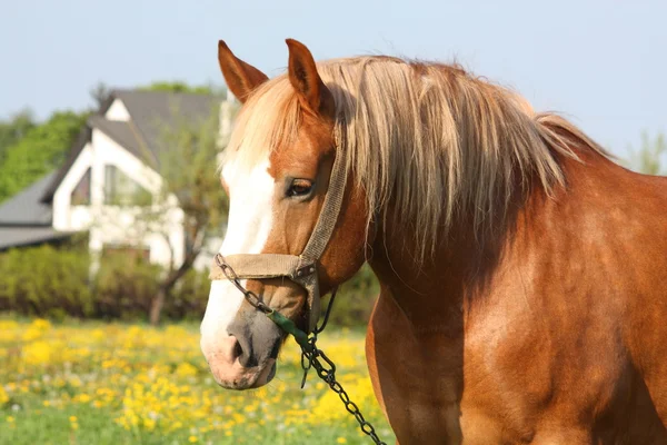 Beautiful palomino draught horse portrait — Stock Photo, Image