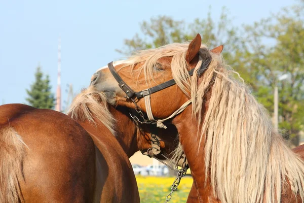 Two palomino draught horses playing — Stock Photo, Image