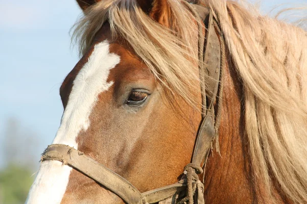 パロミノ ドラフト馬をクローズ アップ — ストック写真