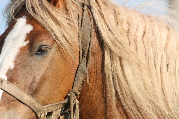 パロミノ ドラフト馬をクローズ アップ — ストック写真