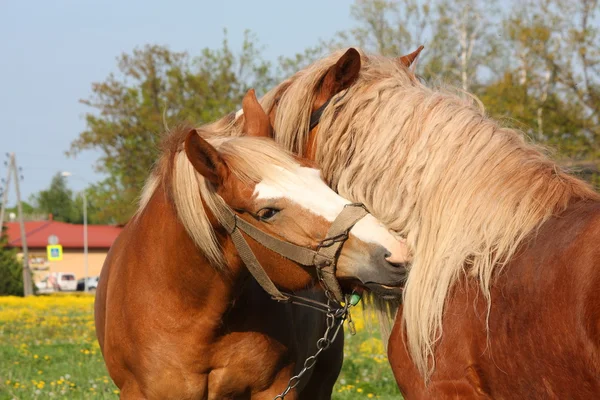 Two palomino draught horses playing — Stock Photo, Image