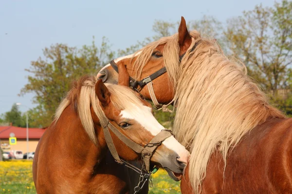 Två palomino djupgående hästar spelar — Stockfoto