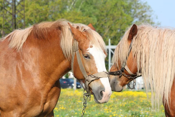 Twee palomino trekpaarden spelen — Stockfoto