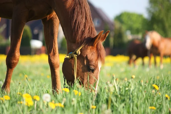 Chestnut horse eating grass at the field