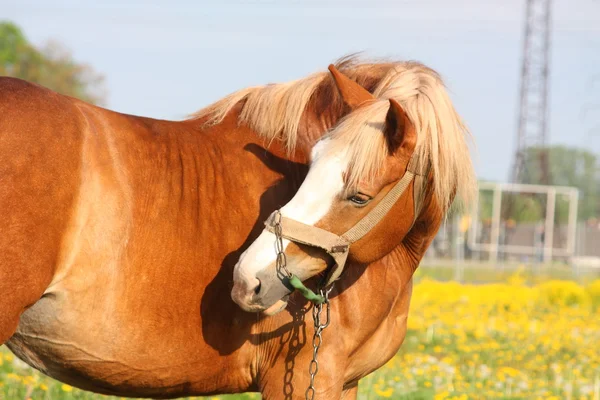 Portrét krásného palomino tažných koní — Stock fotografie