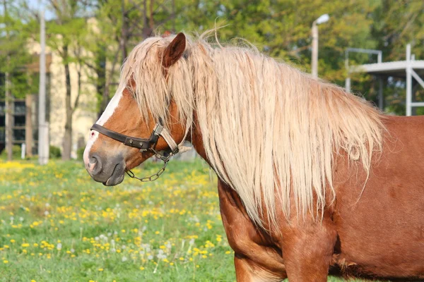 Beautiful palomino draught horse portrait — Stock Photo, Image