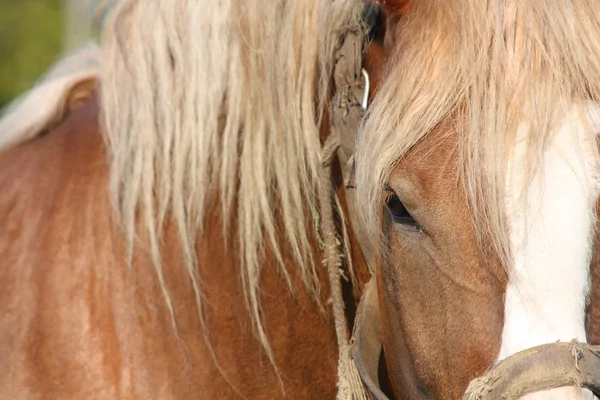 Palomino tažných koní zblízka — Stock fotografie