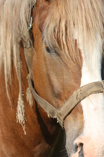 Palomino draught horse close up — Stock Photo, Image