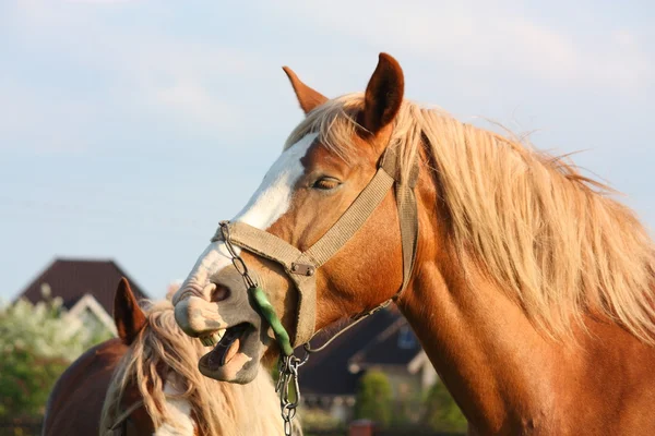 Porträtt av palomino häst gäspningar — Stockfoto