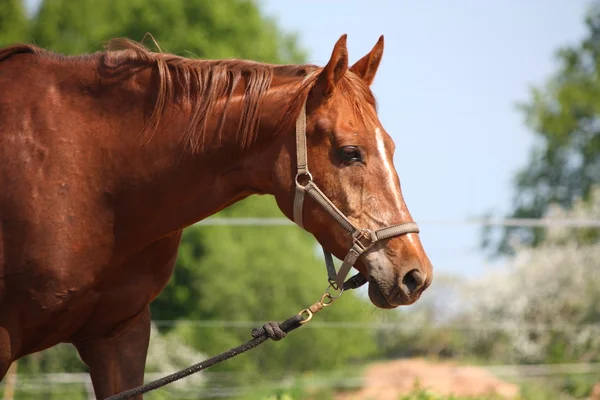 Retrato de caballo castaño — Foto de Stock