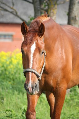 Chestnut horse at the field with yellow flowers