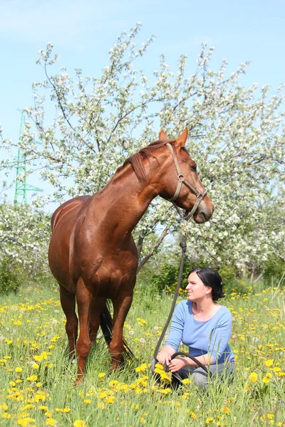 Woman and chestnut horse at the blooming field — Stock Photo, Image